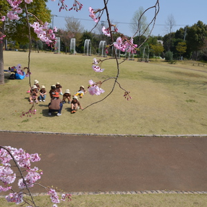 さくらの中をお散歩